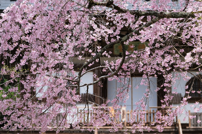 奈良 室生寺の桜（桜開花 2016） ／ FUJIFILM X-Pro2 - お写ん歩